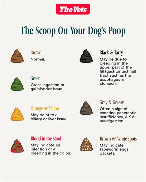 Why Would My Dog Poop Blood
