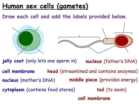 Sexual Reproduction Male And Female Reproductive Systems Year 7 Lesson
