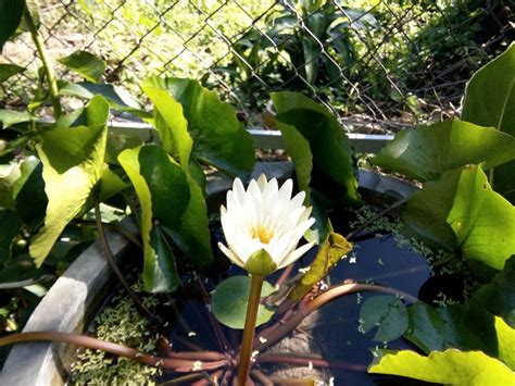 Water Lilly Lillies Lotus Lily Plants Lotus Flower Orchids Plant