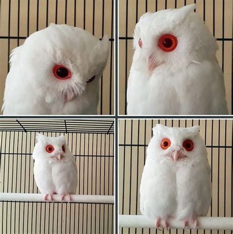 White Wolf Meet The Rare Magical White Owl With Red Eyes