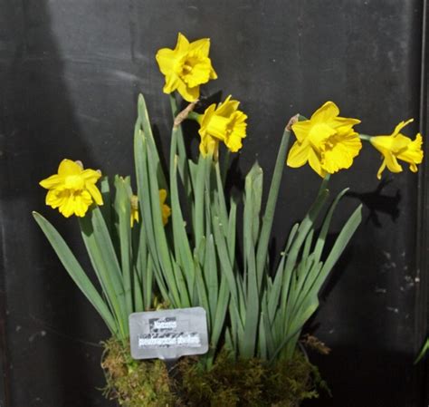 Welsh Tenby Daffodil 3 Rchs