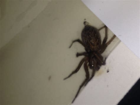 Spiders In Colorado Species And Pictures