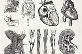 76 Vintage Anatomy Illustrations - Tom Chalky