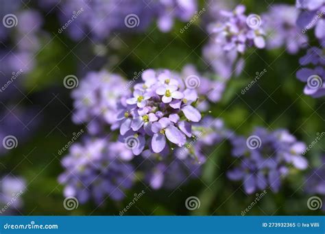 Iberis Mermaid Lavender Stock Image Image Of Plant 273932365