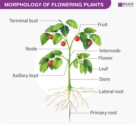 Cbse Notes For Class 11 Biology Chapter 5 Morphology Of Flowering Plants