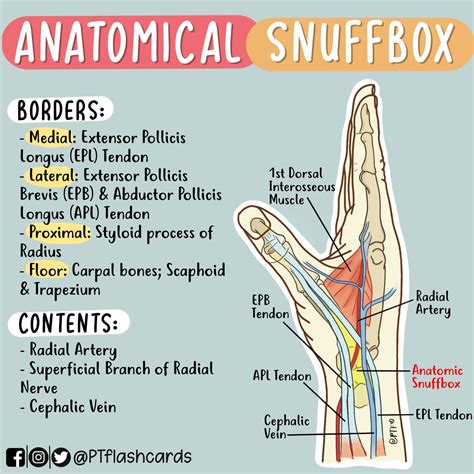 Anatomical Snuff Box Diagram
