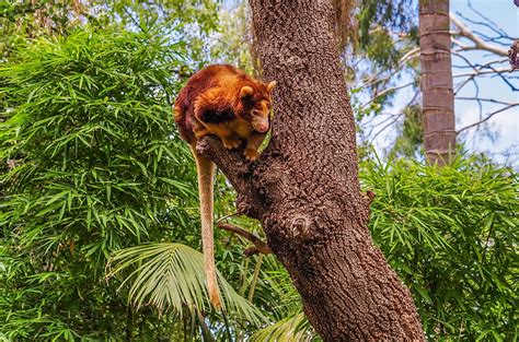 Tree Kangaroo Facts Animals Of Oceania Worldatlas