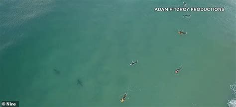 The apex predator of the ocean is the great white shark. Two Great White sharks stalk surfers at Tuncurry Beach ...
