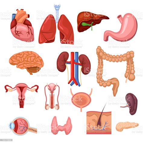 Illustration Of Womans Internal Organs Human Internal Organs