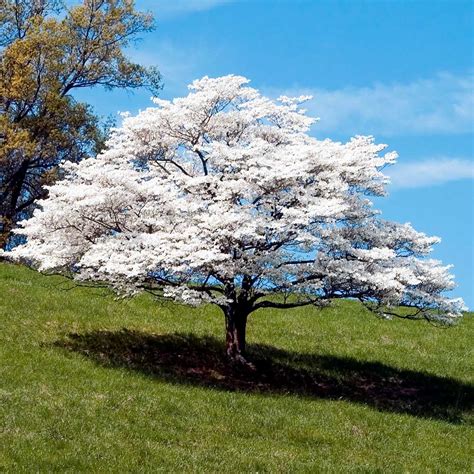 White Flowering Dogwood Trees for Sale- FastGrowingTrees.com
