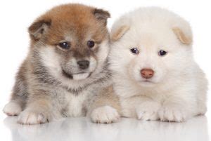 The shibu inus aliases are shiba ken, japanese turf dog, japanese small size dog, and japanese brushwood dog. How Much Do Shiba Inu Puppies Cost? - My First Shiba Inu