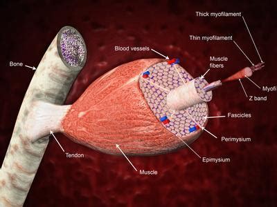 After a fracture, woven bone forms initially and is gradually replaced by lamellar bone during a process known as bony substitution. 'Cross Section of a Skeletal Muscle Attached to a Bone, Labeled' Photographic Print - Carol ...