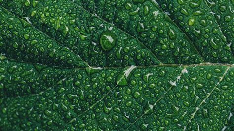 Free Images Green Leaf Water Grass Terrestrial Plant Tree Dew Drop Plant Pathology