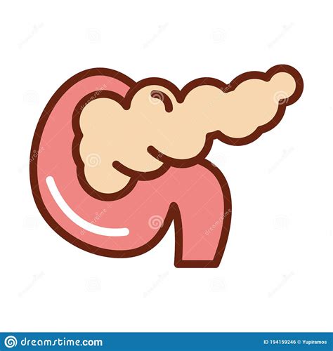 Pancreas Van Het Menselijk Lichaam Anatomie Orgaangezondheidslijn