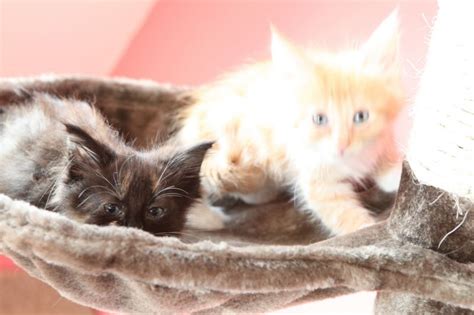 Jackson ~ Norwegian Forest Litter ~ Worldkittens