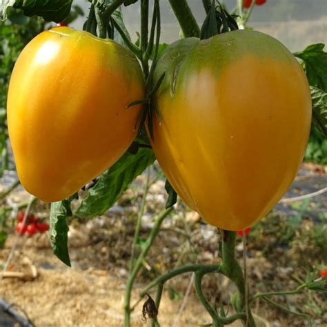 Plants De Tomates Coeur De Boeuf Orange 100 Bio Plantzone Maraicher