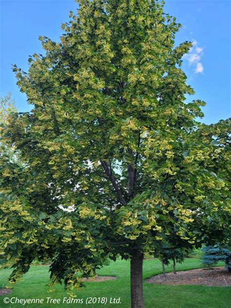 Linden Dropmore Cheyenne Tree Farm Trees Shrubs Perennials