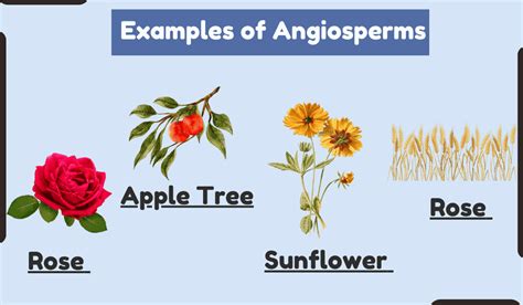 10 Examples Of Angiosperms