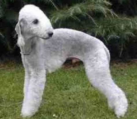 7 Of The Worlds Weirdest Looking Dog Breeds Pethelpful