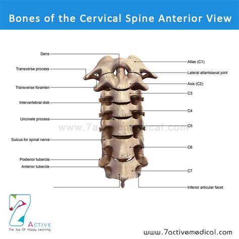 Bones Of The Cervical Spine Anterior View Medical Illustration