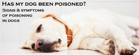 Has My Dog Been Poisoned Signs And Symptoms Of Poisoning In Dogs By Dr
