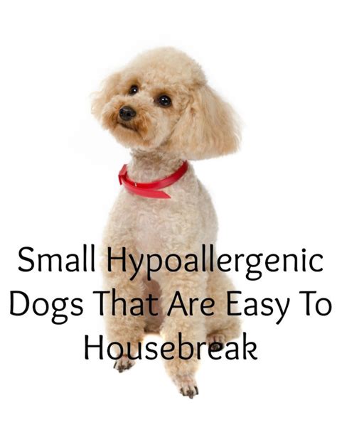 Their coats don't get tangled, so they don't need to be sent off to the groomer. Small Hypoallergenic Dogs That Are Easy To Housebreak