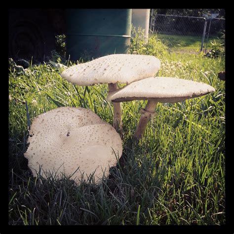 Big Mushrooms I Took This Mushroom Photo In My Friend C Flickr