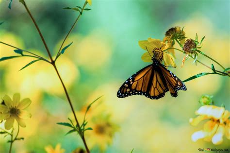 Butterfly In Yellow Flowers 2k Wallpaper Download