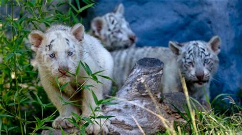 They Are So Cute Argentinian Zoo Shows Off White Tiger Triplets Fox News