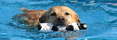 Doggy Paddle Aquatic Center For Dogs For Dogs With A Passion For