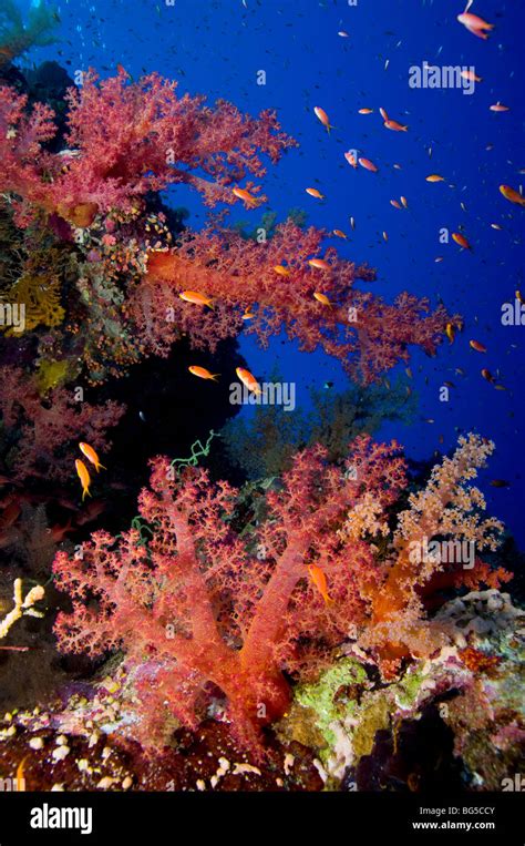 Red Sea Coral Reefs Ras Mohammed National Park Tropical Reef