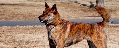 Kai Ken Hunting Dog Breed Info Characteristics Traits
