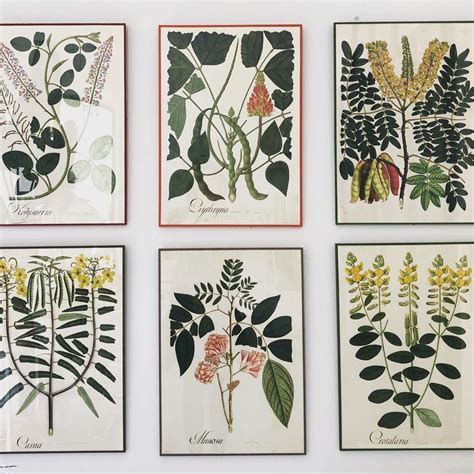 Botanic Prints In The Botanic Garden Rjbotanico 📷 By Pino3bravo