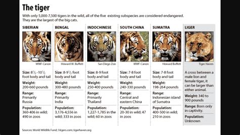 Save The Tigers There Used To Be Over 9 Species Of Tigers But Now
