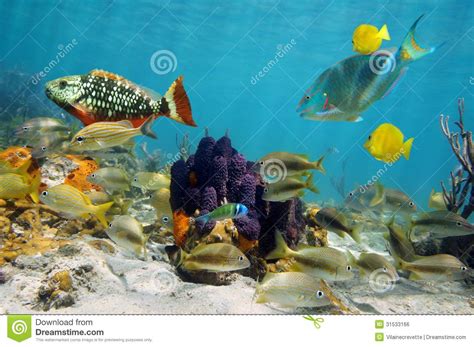 Colorful Sea Life Royalty Free Stock Image Image 31533166