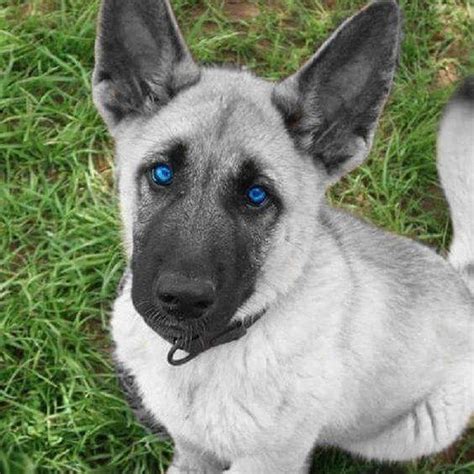 Check spelling or type a new query. Gorgeous silver German Shepherd Puppy by @guven_gugercin ...