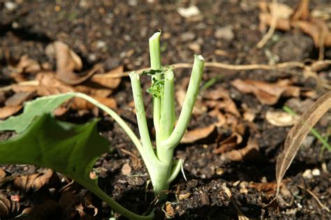 I'll tackle that on another post). Pests & Annoyances - 3 | Suburban Tomato