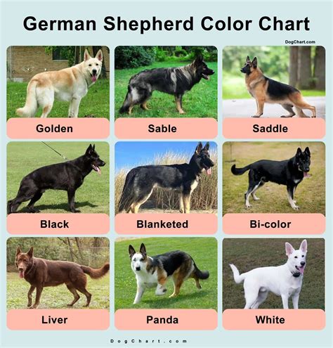 Gsd Color Chart A Comprehensive Coat Colors Chart