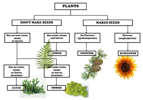 Mrs Remis Science Blog 5th Grade DICHOTOMOUS KEYS