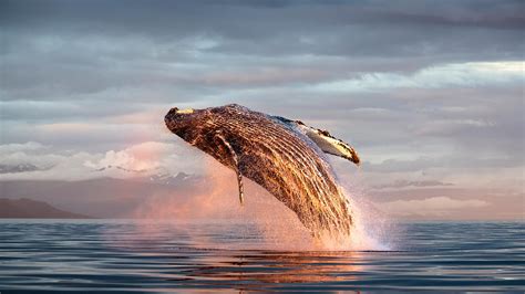 North Pacific Humpback Whale Breaching In Frederick Sound Alaska Usa