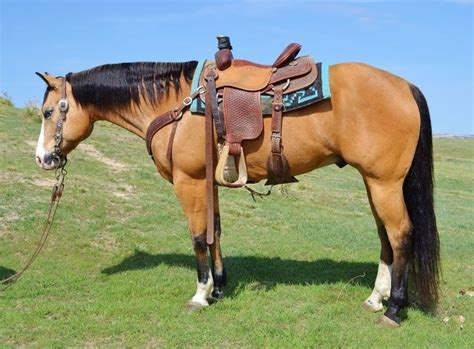 Buckskin horses.if i ever get the pleasure of owning a horse again someday i would love a buckskin. Love the blue saddle blanket | Horses, Beautiful horses, Quarter horse