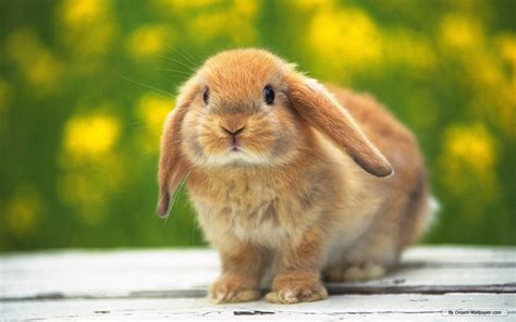 Bunnies Bunny Rabbits Wallpaper 16437969 Fanpop