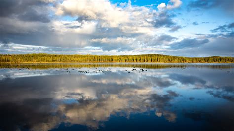 Download Wallpaper 2560x1440 Lake Trees Forest Reflection Widescreen