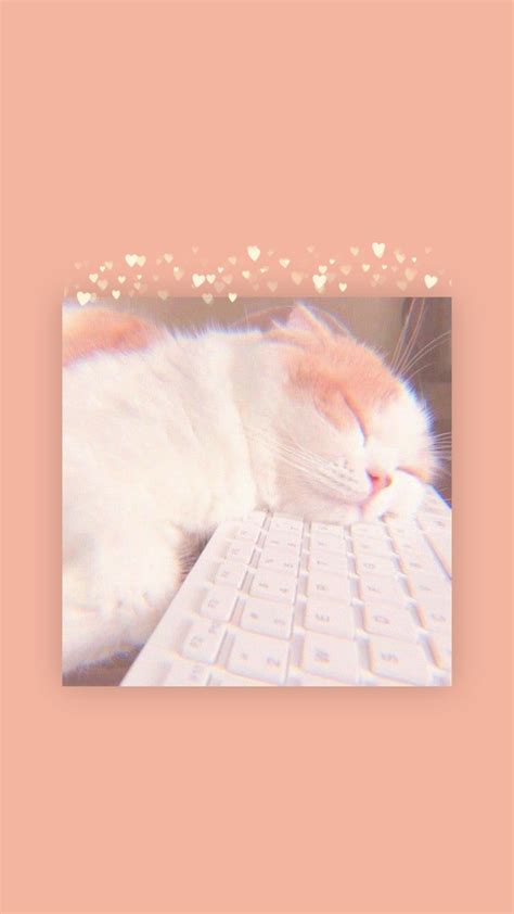 Cute Cat Aesthetic Wallpaper 🐾 Cute Cat Wallpaper Wallpaper