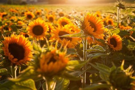 All Things Girly And Beautiful Sunflower Fields Sunflower Beautiful