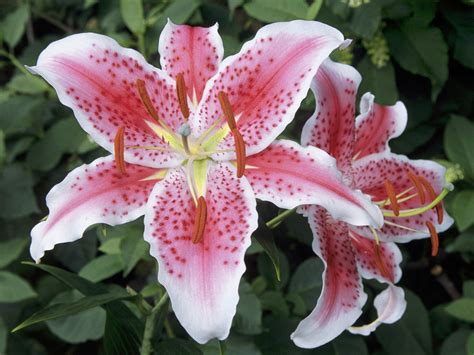 Lilly Flower Types Hd Wallpaper 1600x1200 Free Download Images