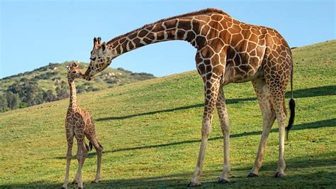 Baby Giraffe Named At Sd Zoo Safari Park Escondido Grapevine