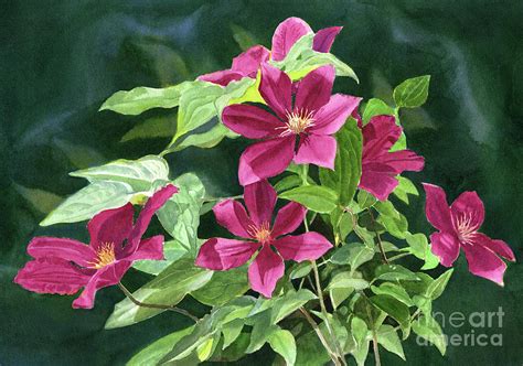 Maroon Colored Clematis Flowers Dark Background Painting By Sharon