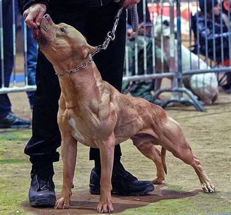 The Worlds 15 Most Aggressive Dog Breeds Pethelpful