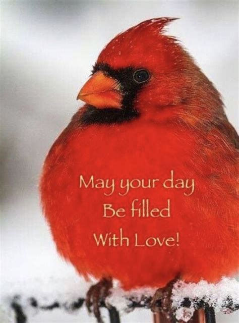 Pin By Nita Prince On Animals Animals Cardinals Good Morning